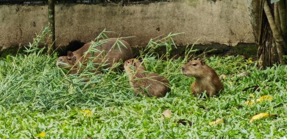 Permisos y autorización de Capibaras en Costa Rica

 – Noticias cr