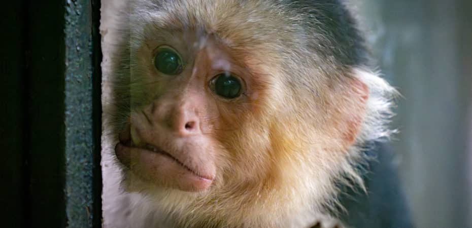 Tres monos advirtieron sobre el estallido de la fiebre amarilla en Colombia

 – Noticias cr