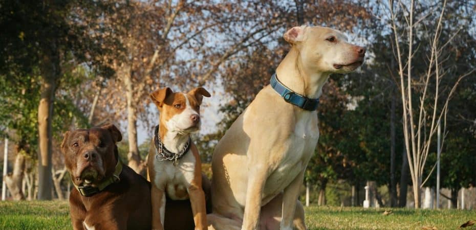 ¿Perros en las tiendas? Dice salud después de la mordedura de pitbull

 – Noticias cr