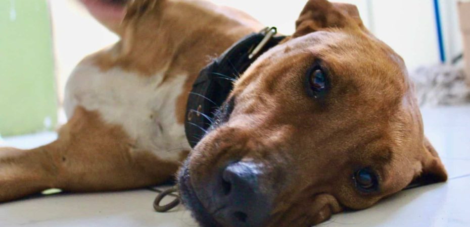 La salud controlará centros comerciales y restaurantes para mascotas

 – Noticias cr