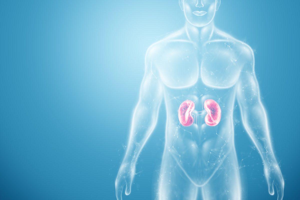 Los casos de cáncer de riñón podrían triplicar en Costa Rica, alertar a la agencia internacional en los próximos años

 – Noticias cr