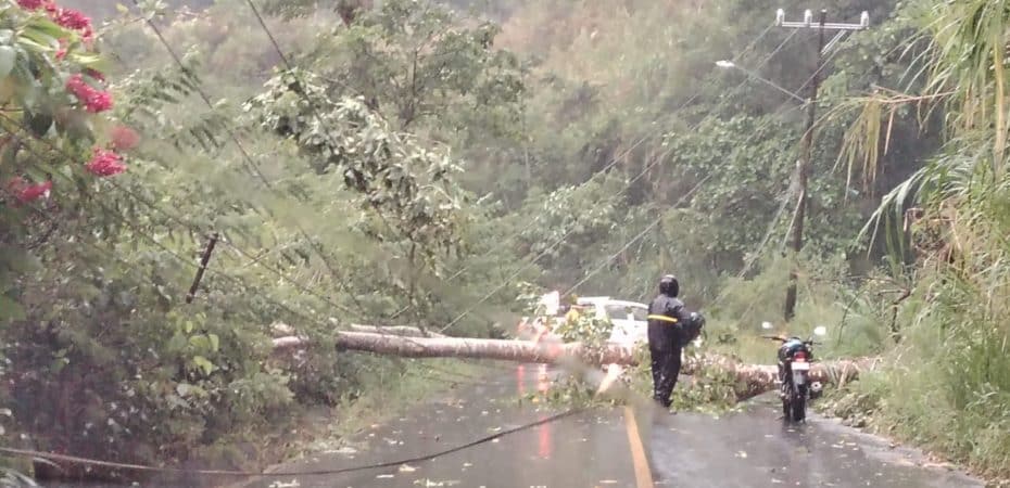 Videos | Los vecinos del Caribe informan «Winds de huracanes», caída de árboles y fuertes lluvias este jueves; Rapagas también llega al Valle Central

 – Noticias cr
