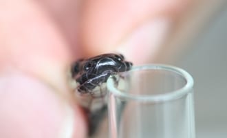 46 personas necesitan transferencias críticas para la mordedura de serpiente este año: la UCR y la Cruz Roja llevarán sueros a comunidades aisladas

 – Noticias cr