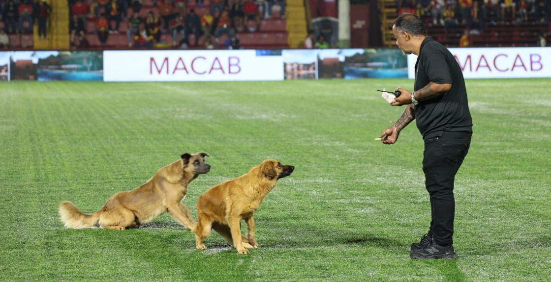 Hediano – Los perros ven en el juego anterior entre Saprisa

 – Noticias cr