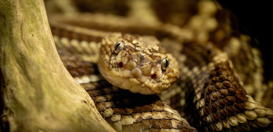 Los bomberos responden a unos 4.000 incidentes relacionados con serpientes cada año

 – Noticias cr