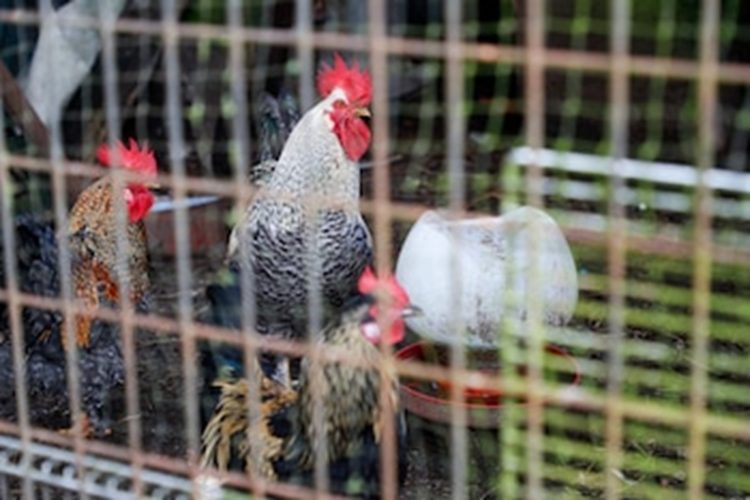 EE.UU. confirma el primer caso humano de gripe aviar H5N5 y mantiene bajo riesgo poblacional

 – Noticias cr
