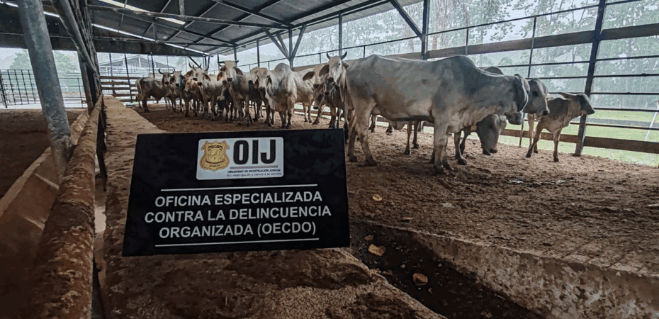 Caso de traición a animales Drogas confiscadas – 

 – Noticias cr