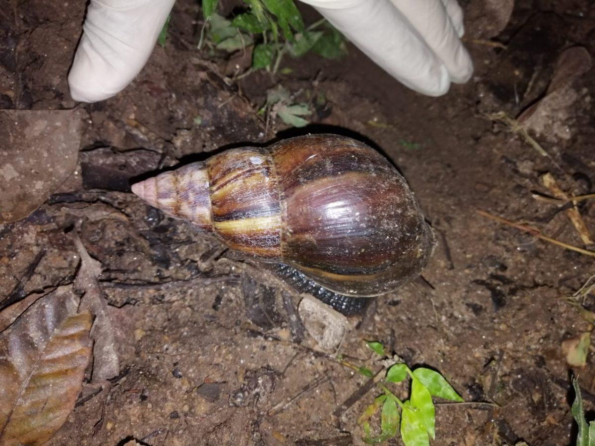 Continúa brote de caracol gigante africano en Heredia: 7.971 recolectados, aunque no hay nuevos brotes

 – Noticias cr