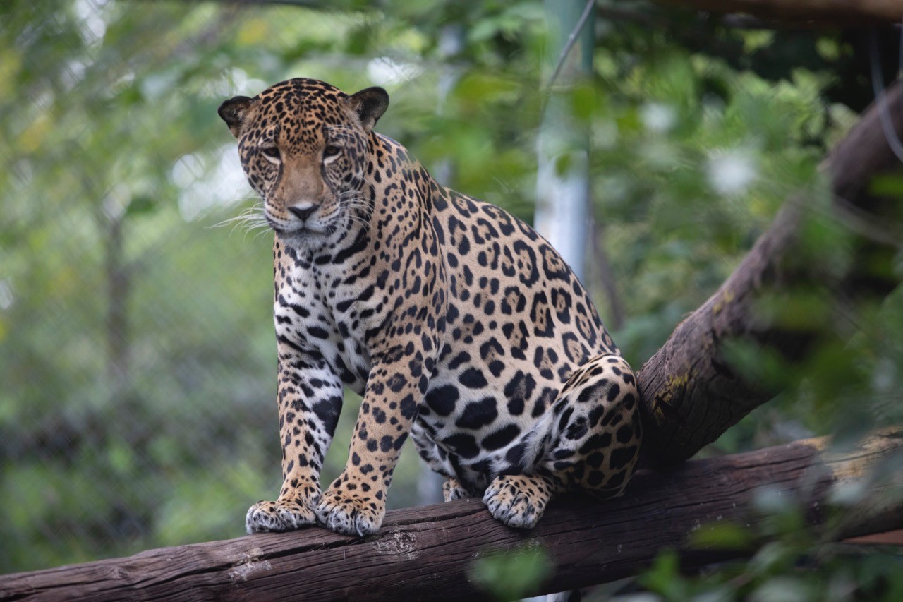 Vídeo | Cámara trampa capta apareamiento de jaguares en Guanacaste, un registro poco común

 – Noticias cr