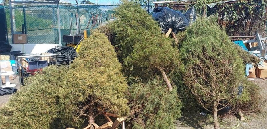 Municipio de La Unión recogerá árboles de Navidad

 – Noticias cr