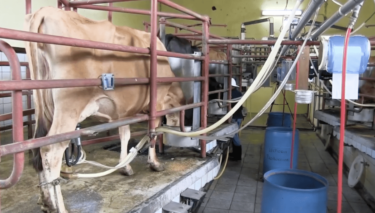 La política del gobierno dejó sin contrato a más de 50 familias lecheras, según un candidato

 – Noticias cr