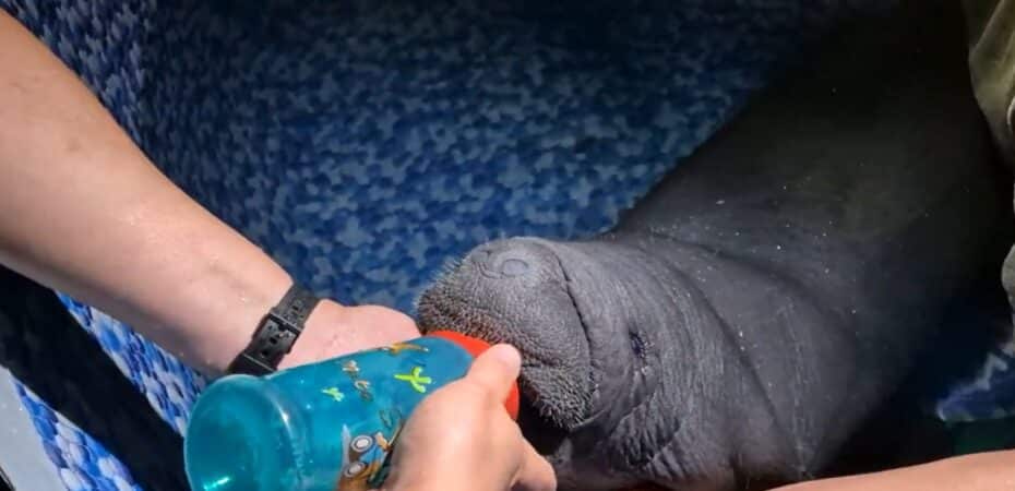 Vídeo | Cría de manatí rescatada en Tortuguero permanece en estado crítico bajo vigilancia 24 horas al día, 7 días a la semana

 – Noticias cr