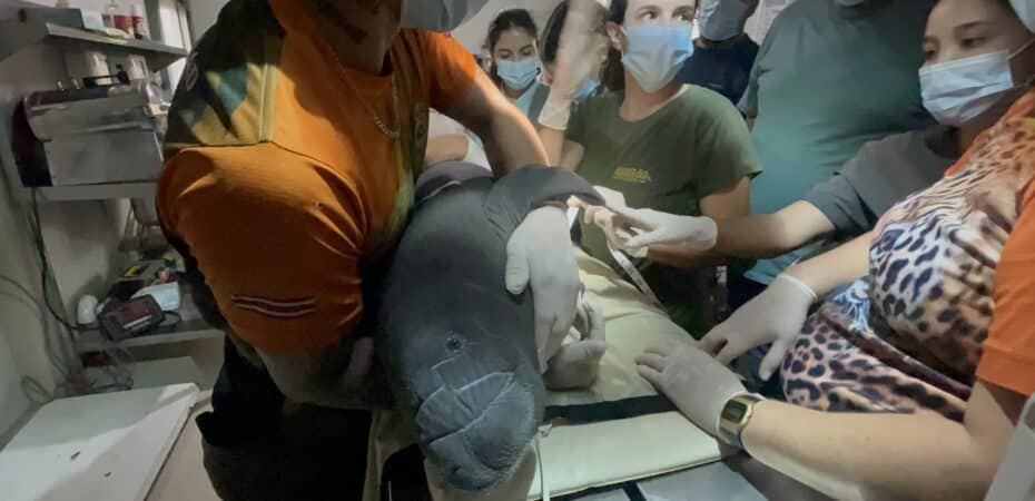 Manatíes rescatados en Limón enfrentan una etapa crítica por problemas de alimentación y trastornos pulmonares

 – Noticias cr