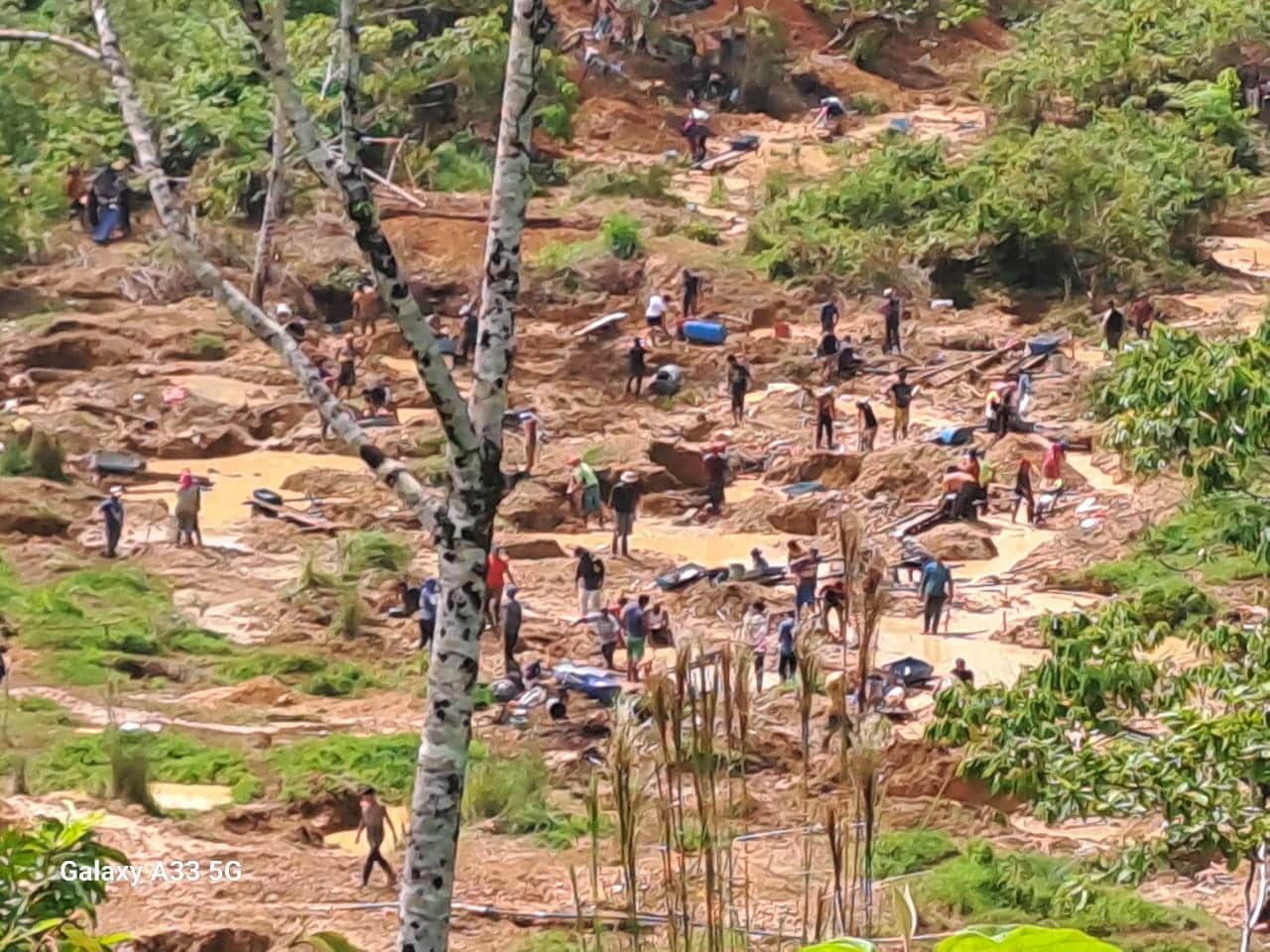Coligalleros Crucitas